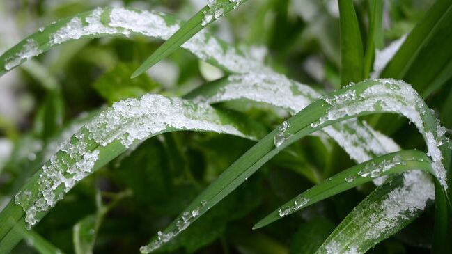 Апрельский снег выпал в Подмосковье и нескольких регионах России